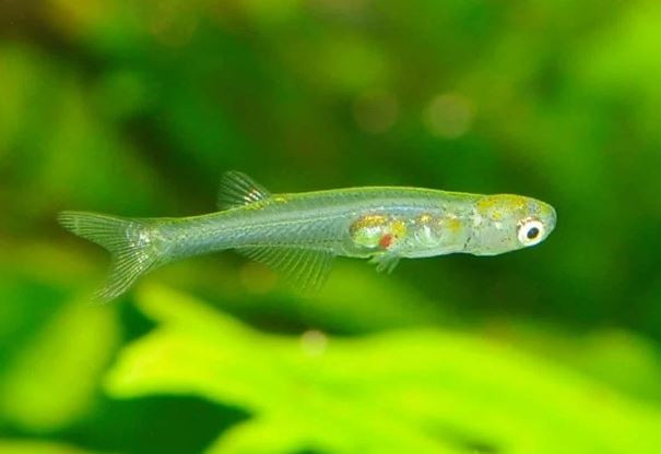 Loai ca bang mong tay, phat ra am thanh nhu coi xe cuu thuong