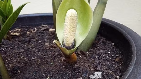 Loai cay chuc nam khong ra hoa, khi hoa no co 