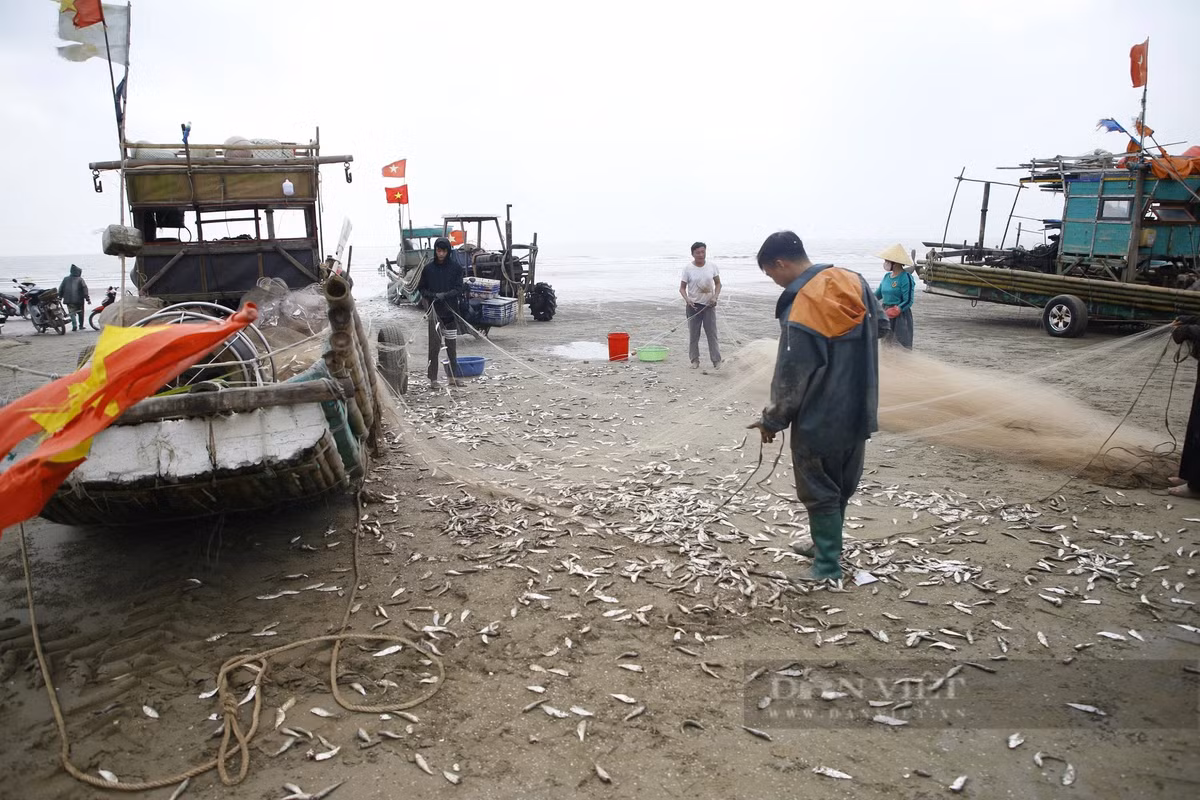 Thang Gieng, ngu dan Thanh Hoa go ca trich moi tay-Hinh-4