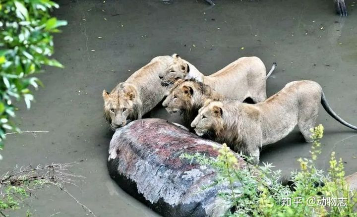 Hà mã bắt nạt cá sấu, gặp sư tử thành "anh hùng rơm" - Hình 6 Ha ma bat nat ca sau, gap su tu thanh