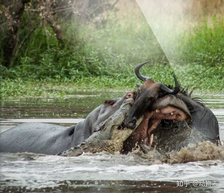 Hà mã bắt nạt cá sấu, gặp sư tử thành "anh hùng rơm" - Hình 5 Ha ma bat nat ca sau, gap su tu thanh
