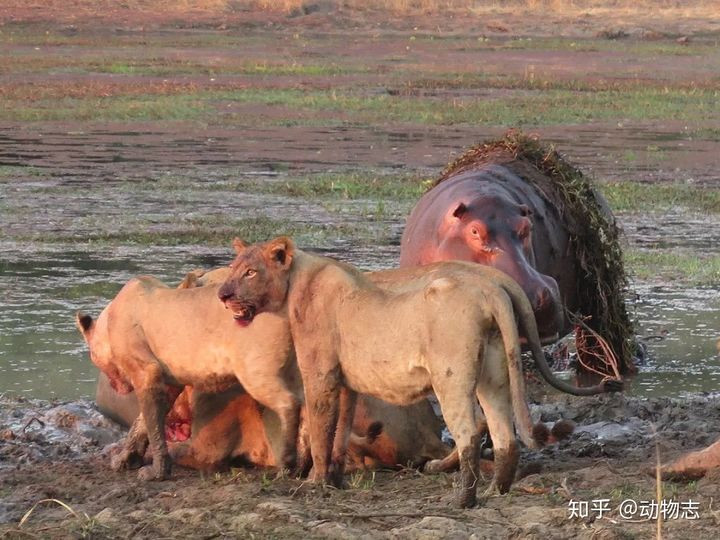 Hà mã bắt nạt cá sấu, gặp sư tử thành "anh hùng rơm" - Hình 7 Ha ma bat nat ca sau, gap su tu thanh