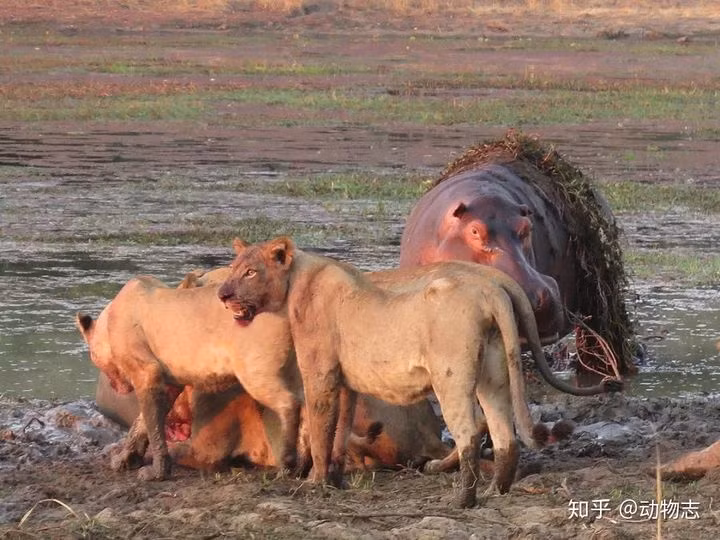 Ha ma bat nat ca sau, gap su tu thanh 