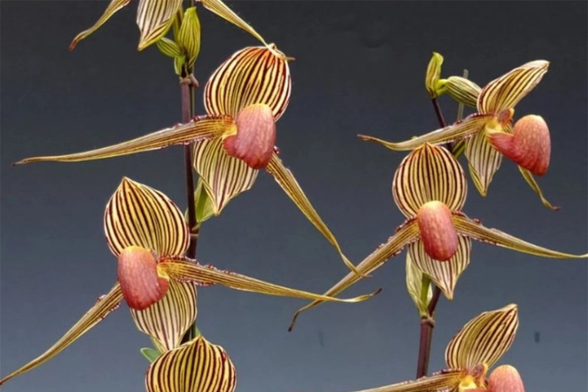 Hai cánh hoa hai bên như cánh tay của thiếu nữ khi thực hiện động tác nhảy điệu Sumazau.