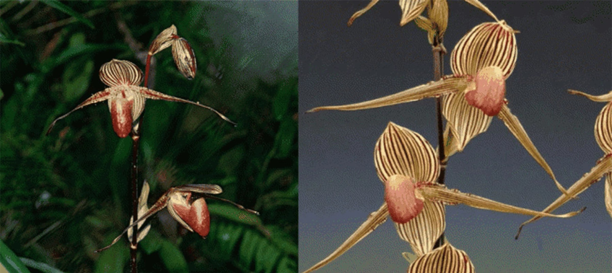 Hiện tại, hoa lan Rothschild đã được trồng thành công, mở ra nhiều cơ hội bảo tồn loài hoa quý hiếm này.