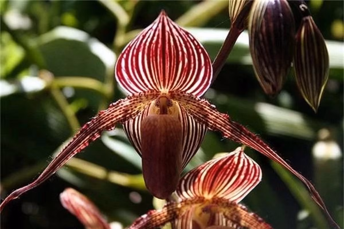 Hoa lan này cũng có đài khá lớn, với những chiếc lá xanh thẫm dài tới 30 - 40cm, rộng 4 - 5cm.