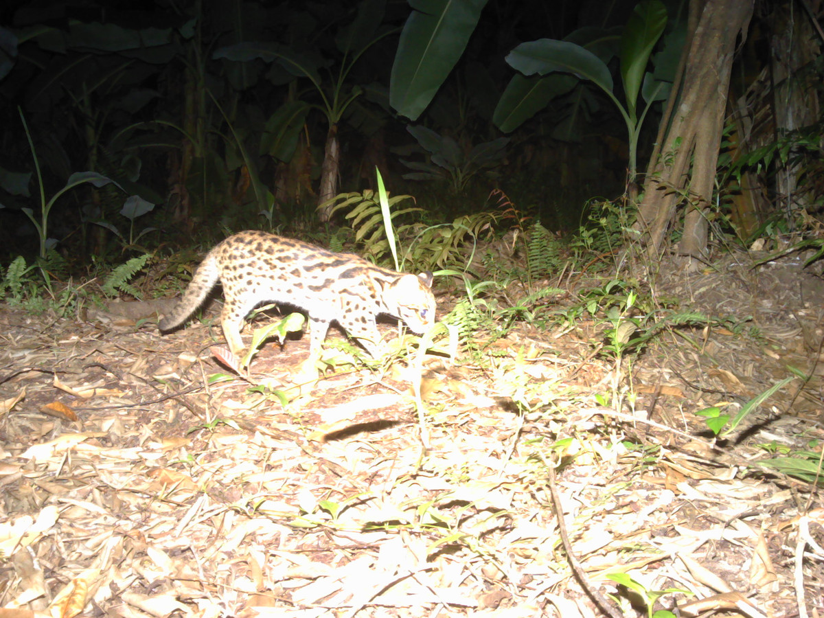 Video: Kham pha Vuon Quoc gia U Minh Ha