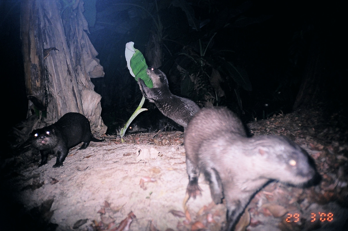 Video: Kham pha Vuon Quoc gia U Minh Ha-Hinh-8