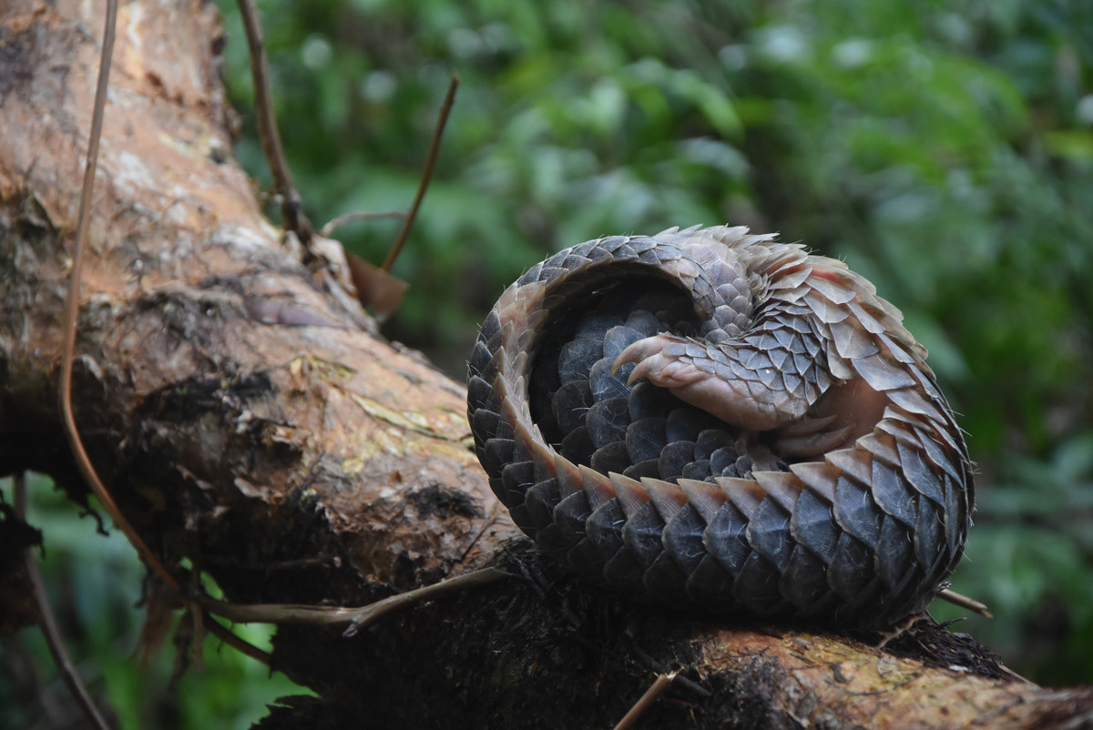 Video: Kham pha Vuon Quoc gia U Minh Ha-Hinh-6