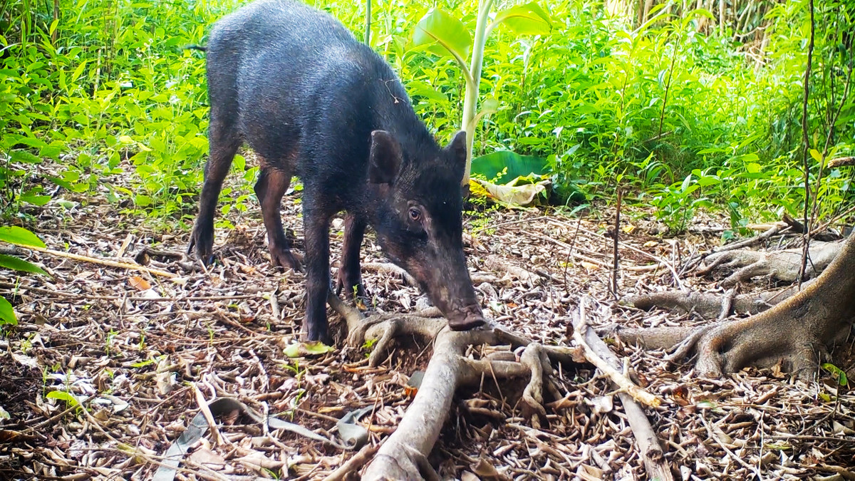 Video: Kham pha Vuon Quoc gia U Minh Ha-Hinh-2