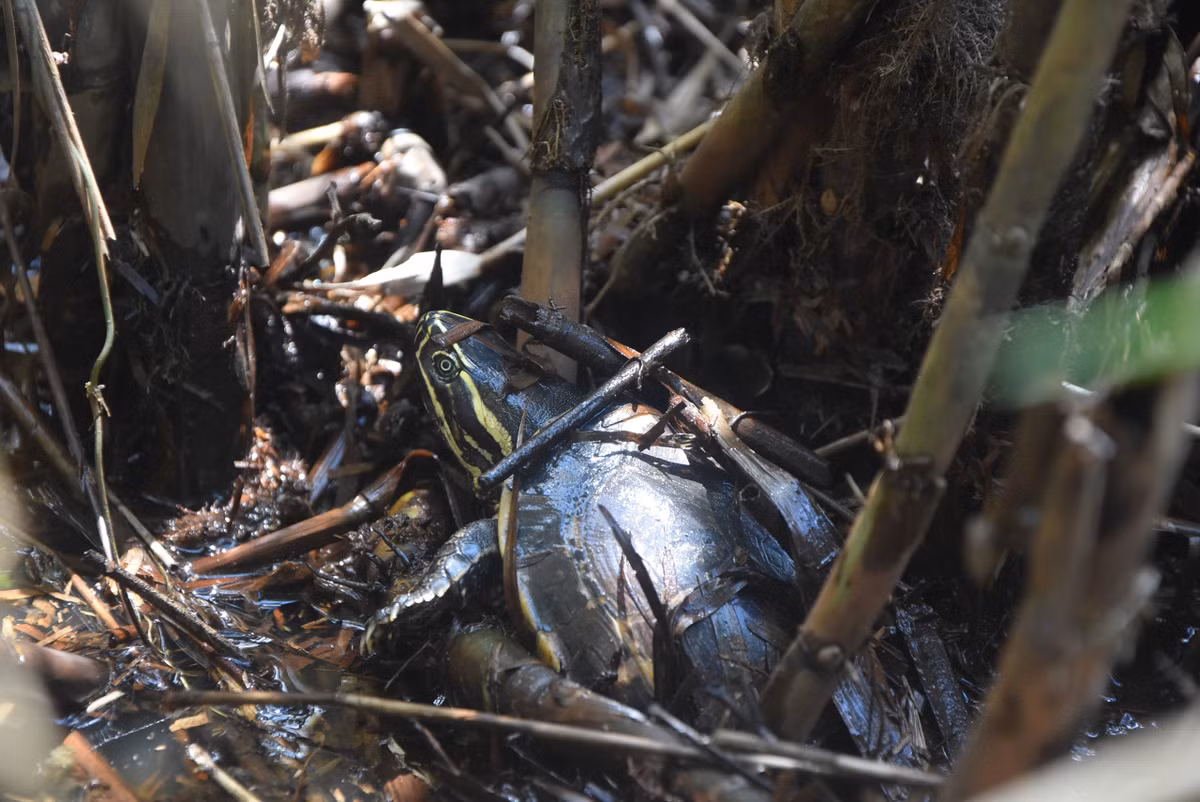 Video: Kham pha Vuon Quoc gia U Minh Ha-Hinh-4