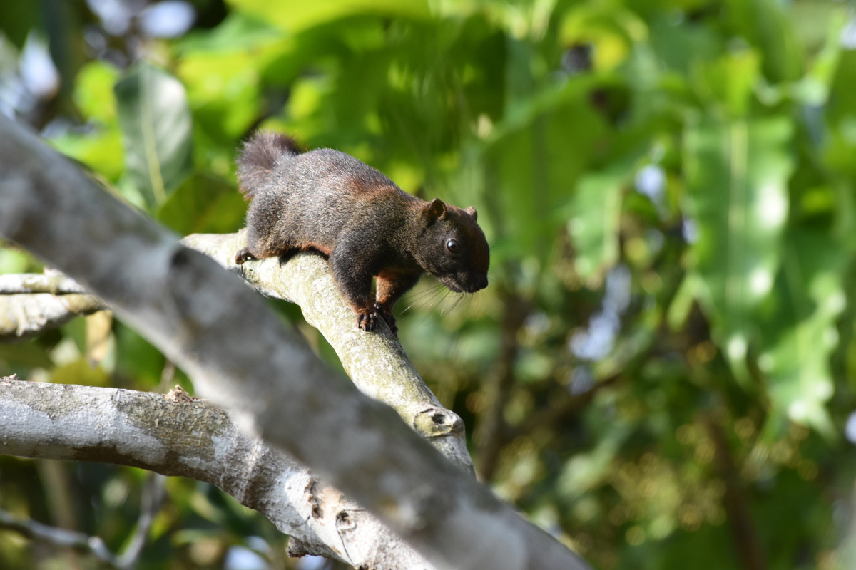 Video: Kham pha Vuon Quoc gia U Minh Ha-Hinh-3