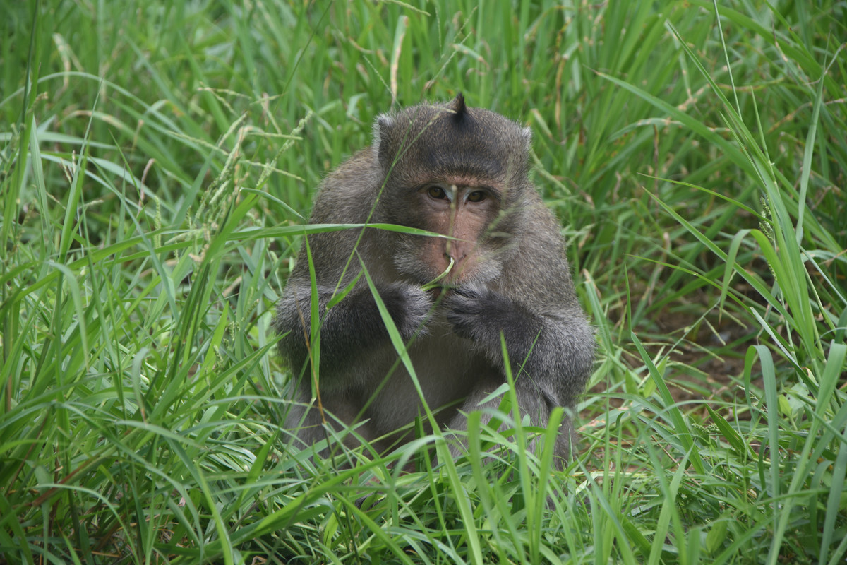 Video: Kham pha Vuon Quoc gia U Minh Ha-Hinh-5