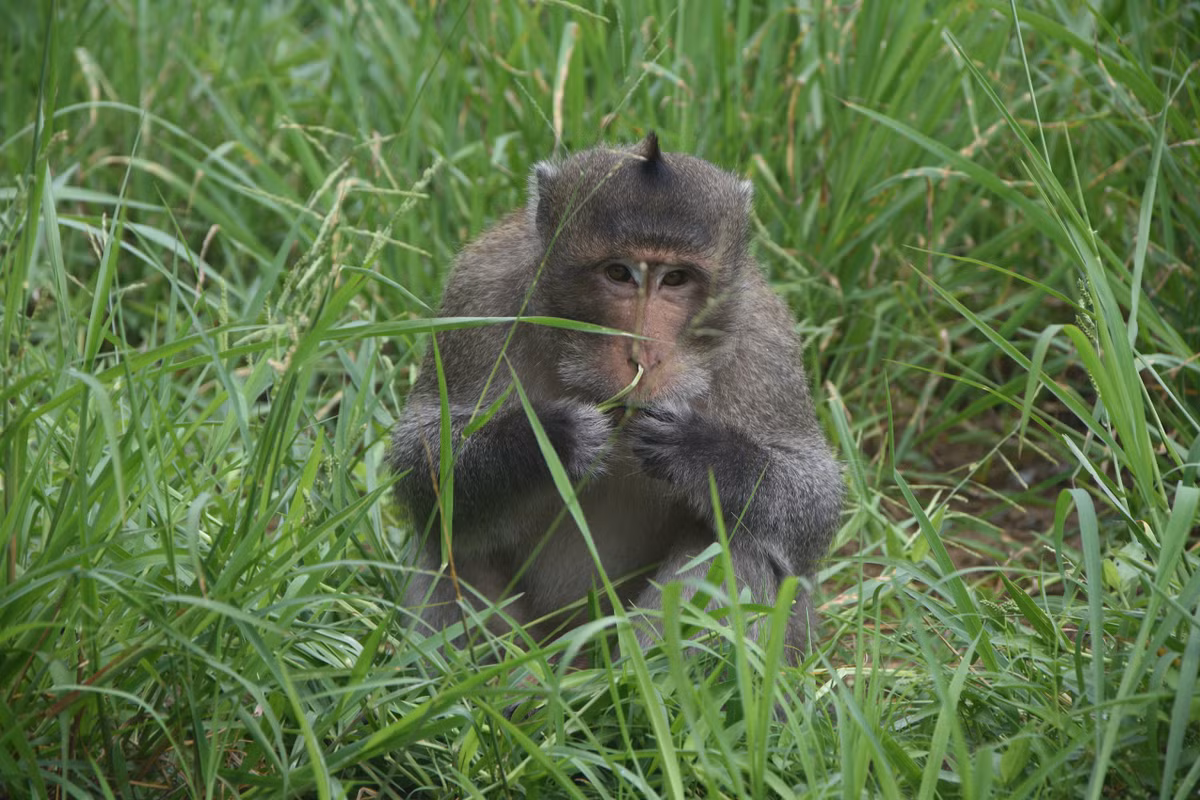 Video: Kham pha Vuon Quoc gia U Minh Ha-Hinh-5