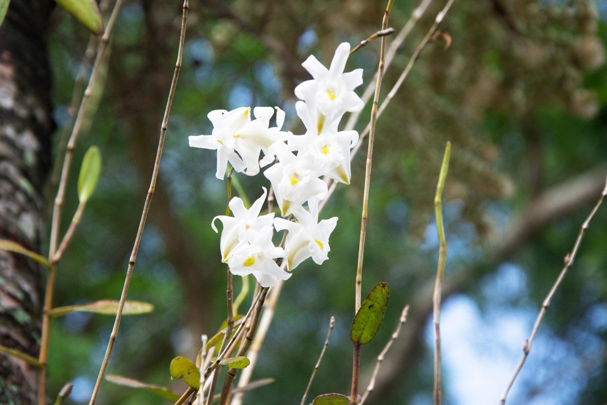 Video: Kham pha Vuon Quoc gia U Minh Ha-Hinh-10