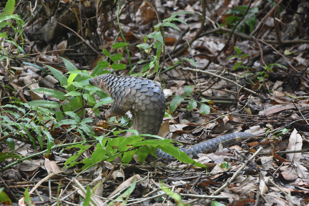Video: Kham pha Vuon Quoc gia U Minh Ha-Hinh-7