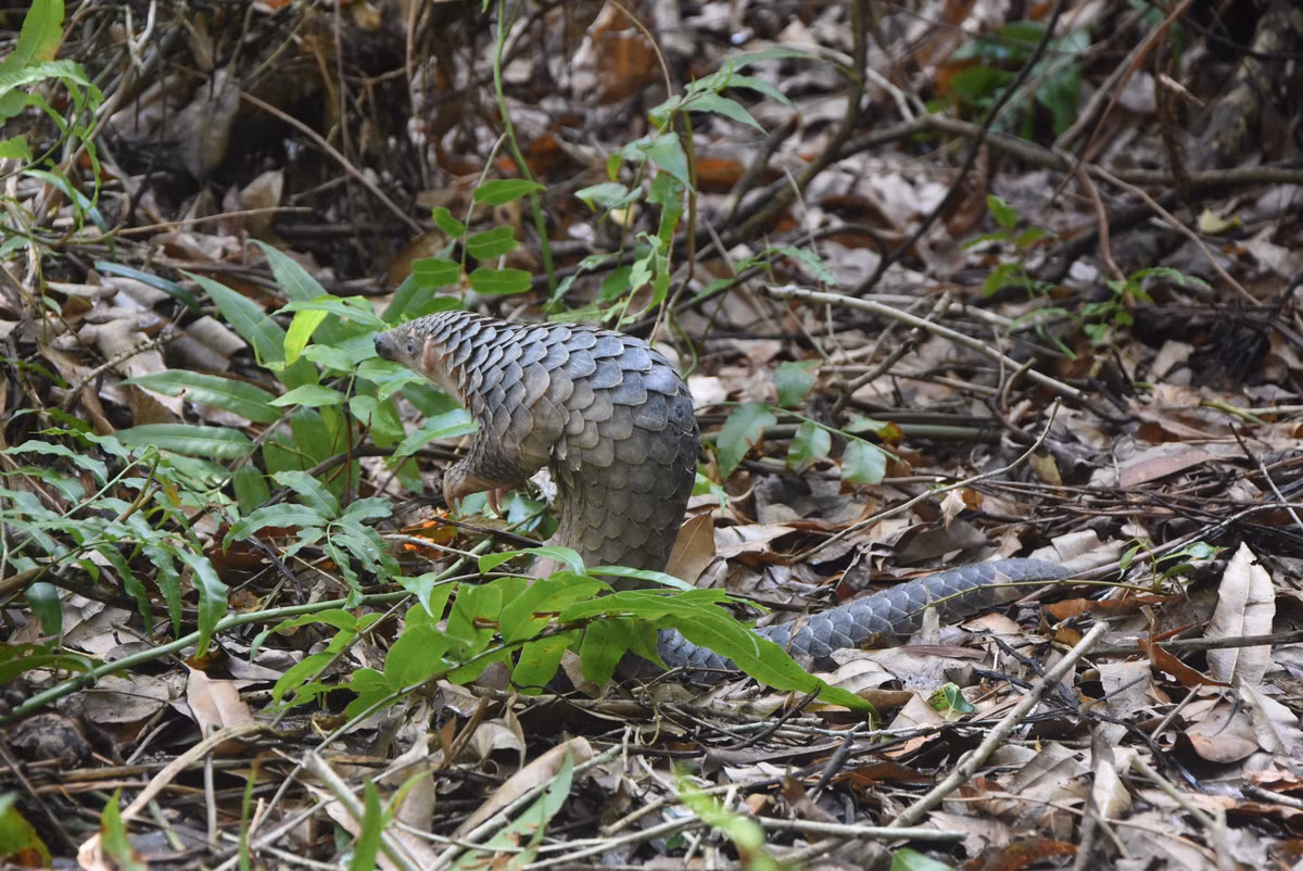 Video: Kham pha Vuon Quoc gia U Minh Ha-Hinh-7