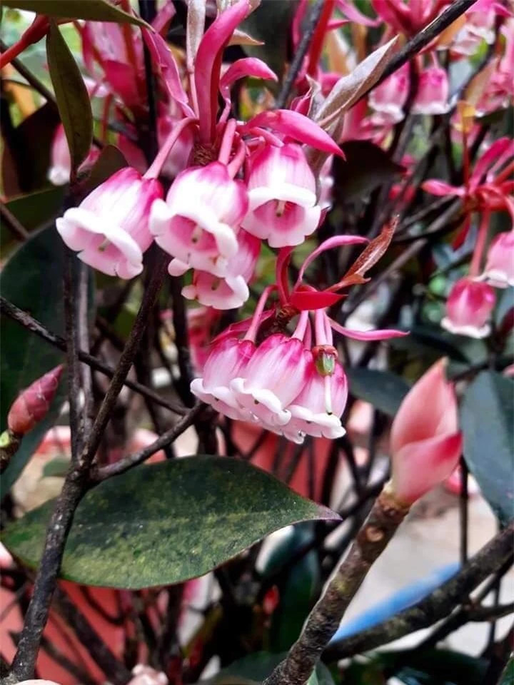 Loai cay tao nen con sot moi khi Tet den, tien trieu moi canh