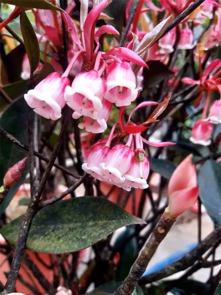 Loai cay tao nen con sot moi khi Tet den, tien trieu moi canh