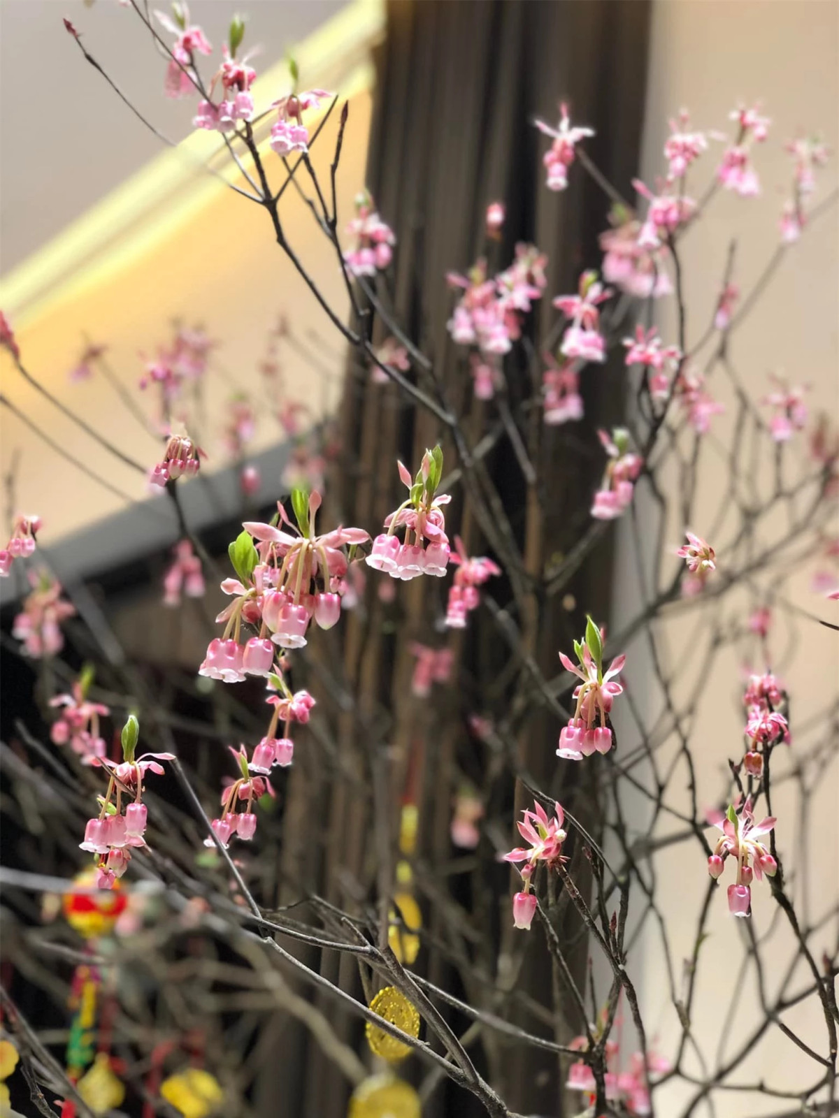 Loai cay tao nen con sot moi khi Tet den, tien trieu moi canh-Hinh-2