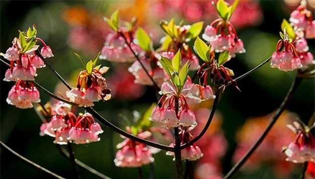 Loai cay tao nen con sot moi khi Tet den, tien trieu moi canh-Hinh-3