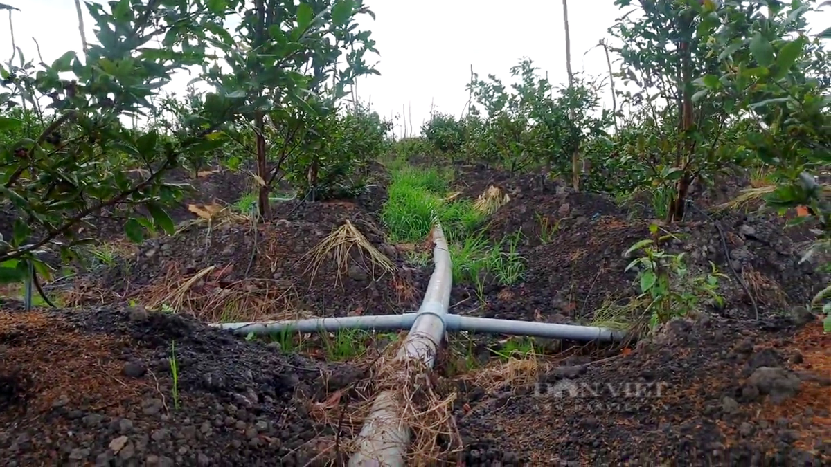 Cho ban mai vang e am, “cay tien ty” nguy co thanh cui kho-Hinh-3