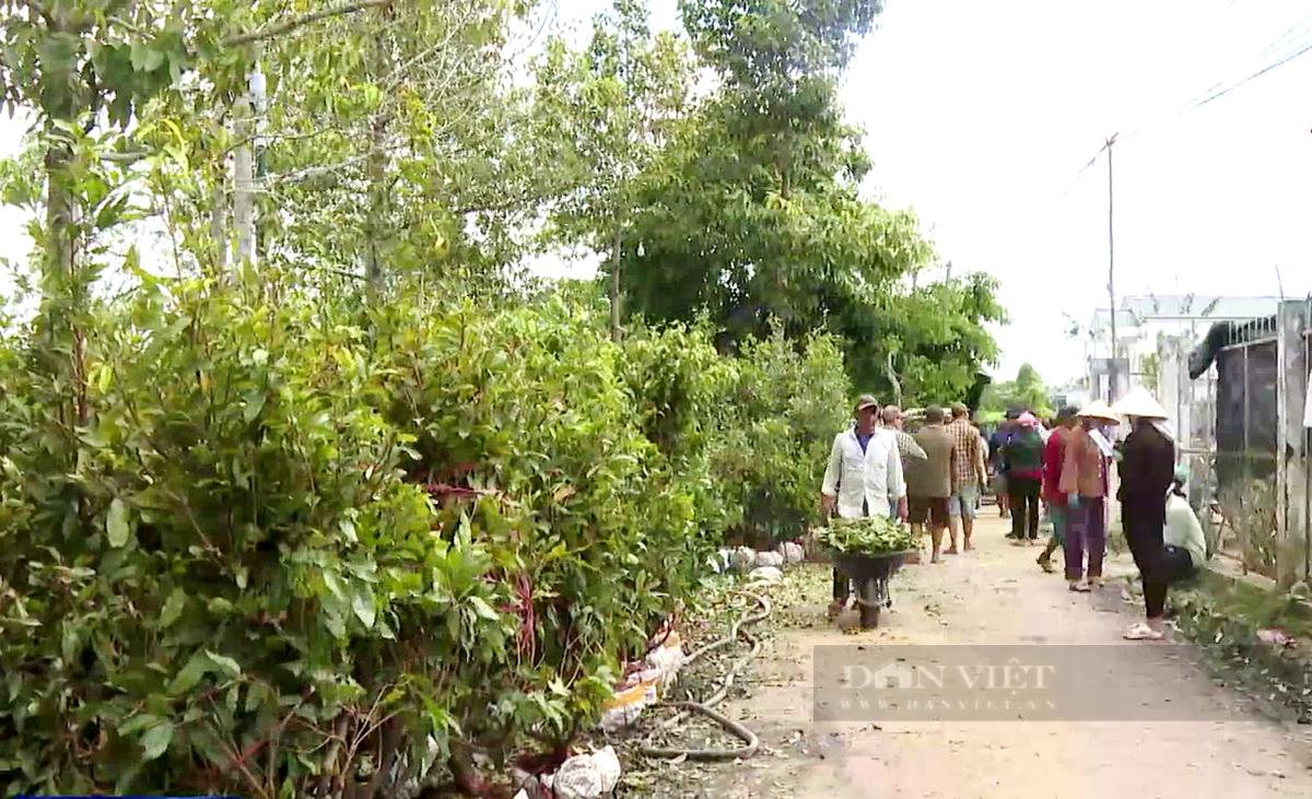 Cho ban mai vang e am, “cay tien ty” nguy co thanh cui kho-Hinh-2