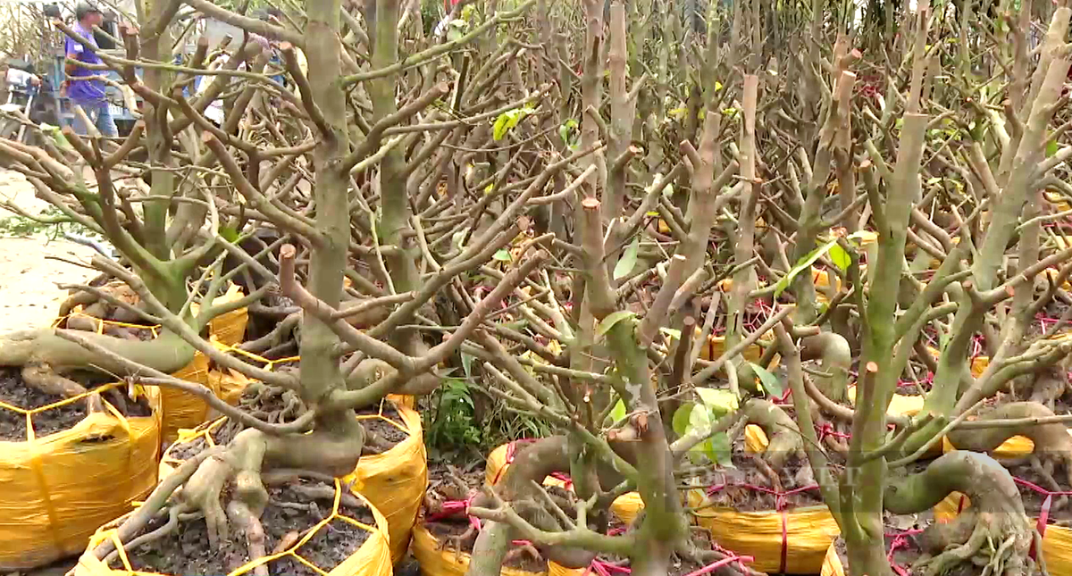 Cho ban mai vang e am, “cay tien ty” nguy co thanh cui kho