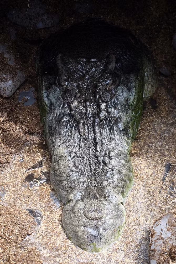 Ca sau khong lo nang 1088kg bi bat vi an thit nguoi-Hinh-3