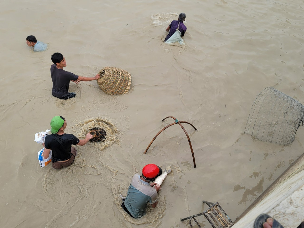 Nơm, vó, thậm chí bu nhốt gà được tận dụng để úp cá.