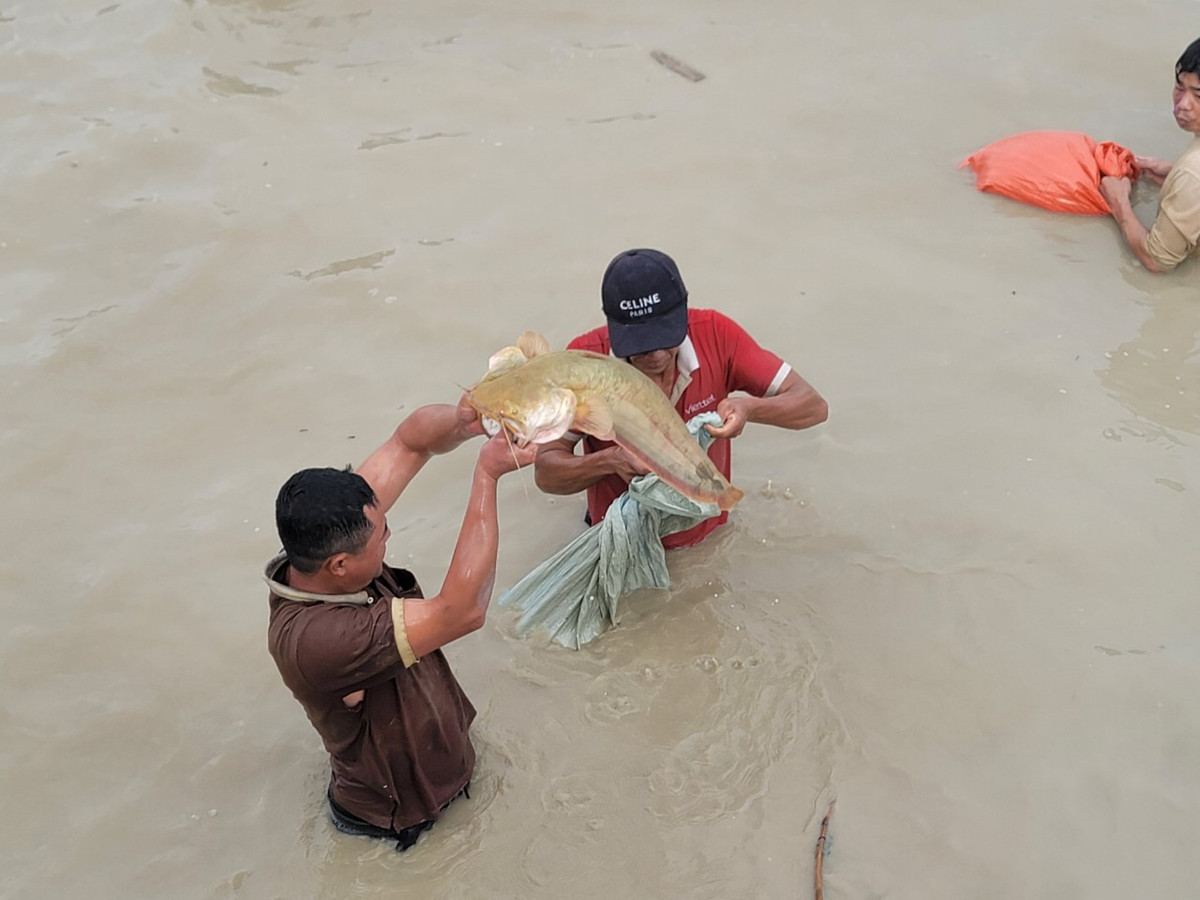 Hai người đàn ông bắt được con cá da trơn lớn tại hồ Cầu Bè.
