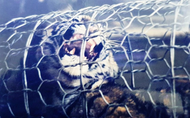 Hinh anh hiem giai cuu 