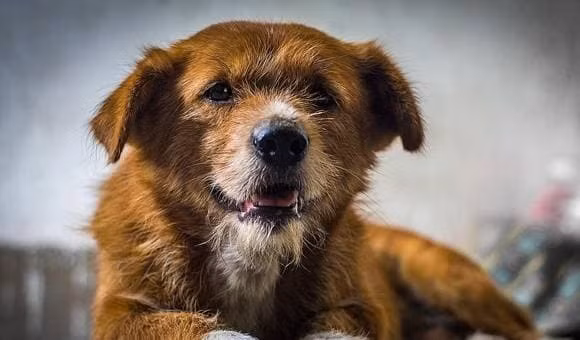 Thu cung co can cao long vao nhung ngay nong khong?-Hinh-2