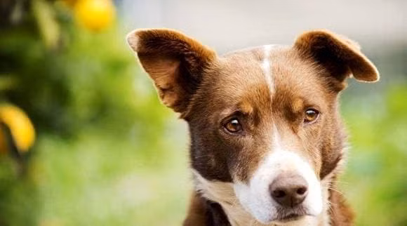 Thu cung co can cao long vao nhung ngay nong khong?