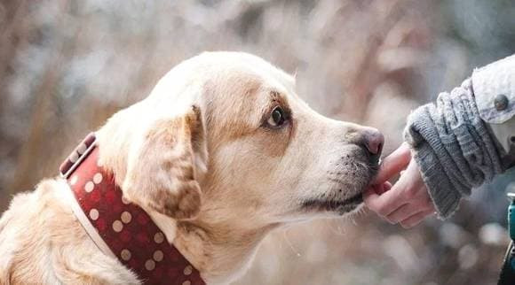 Thu cung co can cao long vao nhung ngay nong khong?-Hinh-3