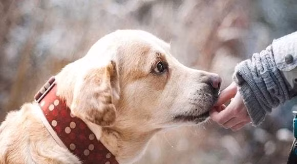 Thu cung co can cao long vao nhung ngay nong khong?-Hinh-3