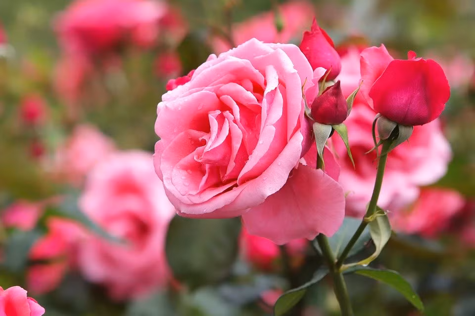 Nham Dan 2022, tre sinh thang Am lich nao thong minh, tai nang nhat?-Hinh-2