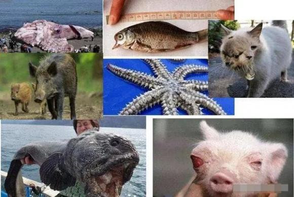 Vu tai nan hat nhan lon nhat trong lich su loai nguoi-Hinh-3