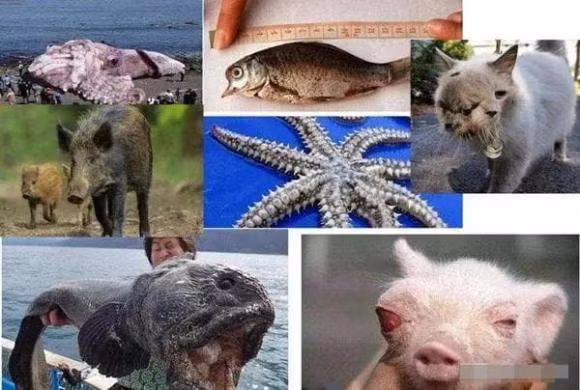 Vu tai nan hat nhan lon nhat trong lich su loai nguoi-Hinh-3