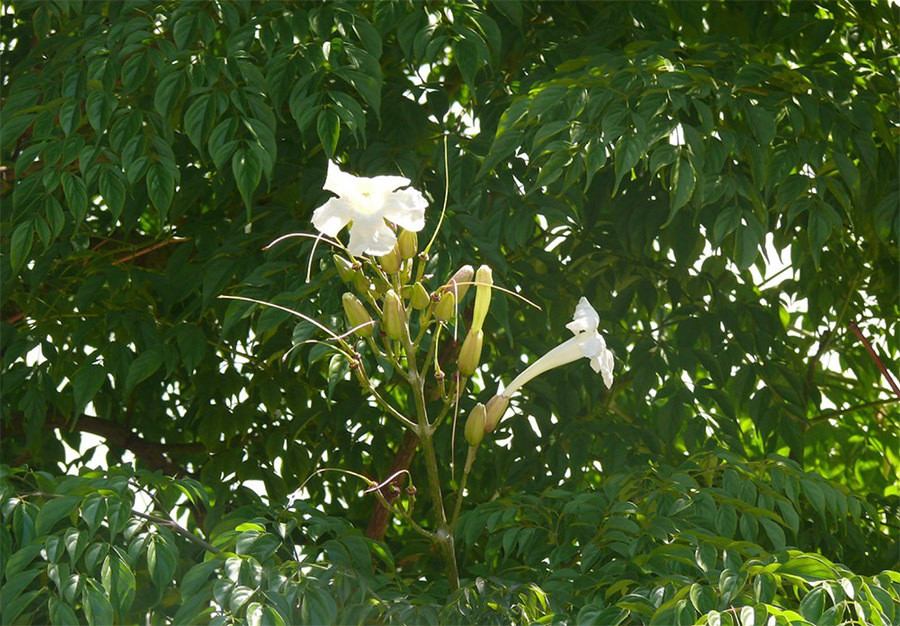 Cách trồng và những lợi ích bất ngờ của cây hạnh phúc ảnh 2