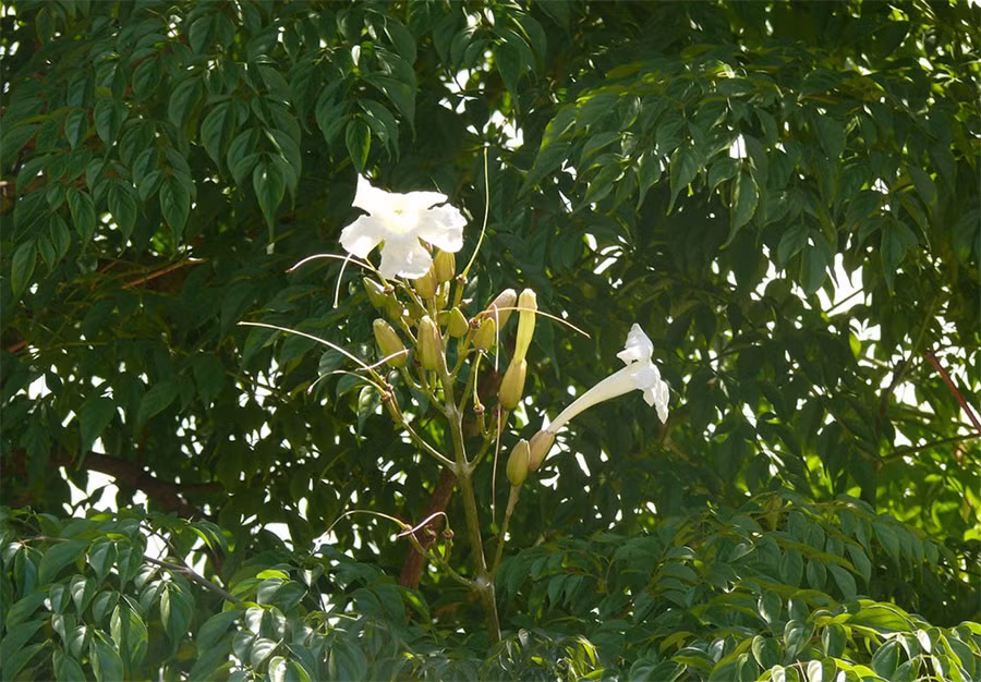 Cách trồng và những lợi ích bất ngờ của cây hạnh phúc ảnh 2