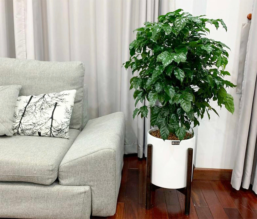 Cách trồng và những lợi ích bất ngờ của cây hạnh phúc ảnh 1