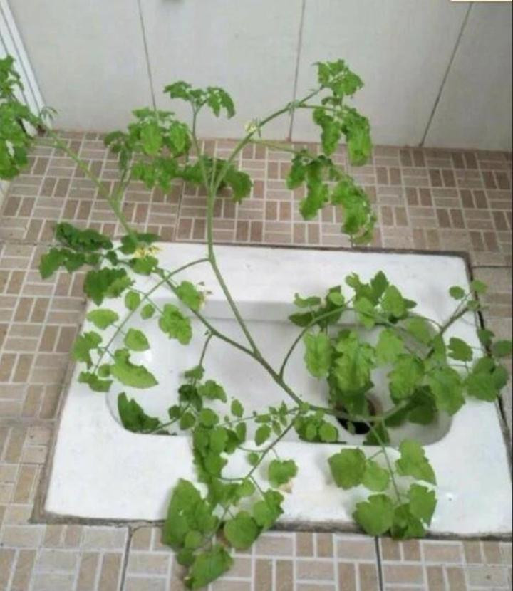 Tro lai phong tro sau Tet, sinh vien 