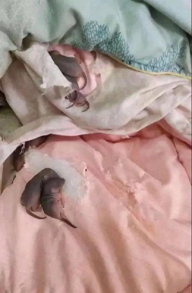 Tro lai phong tro sau Tet, sinh vien 