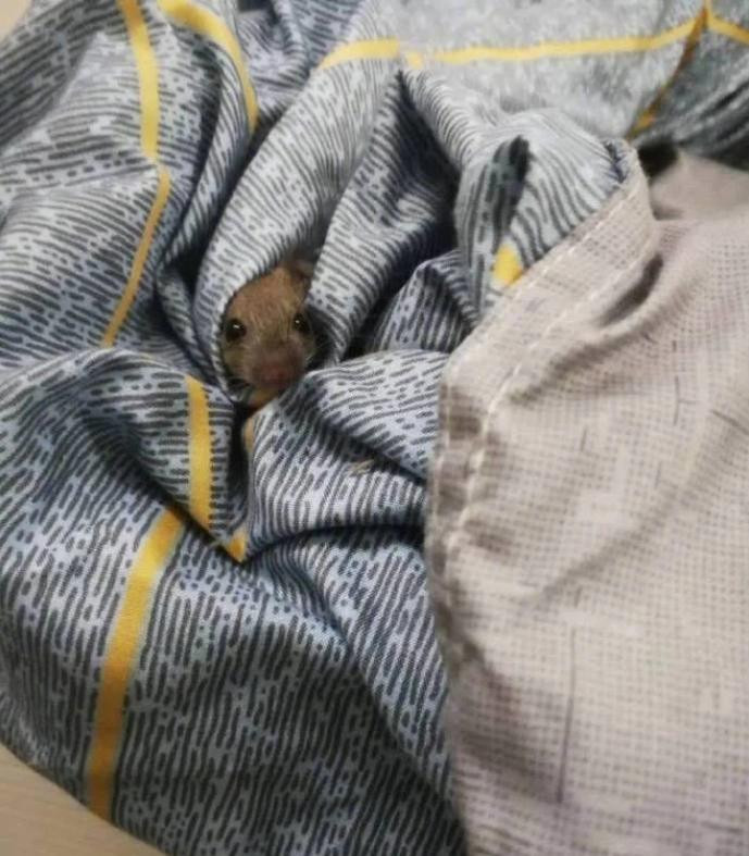 Tro lai phong tro sau Tet, sinh vien 