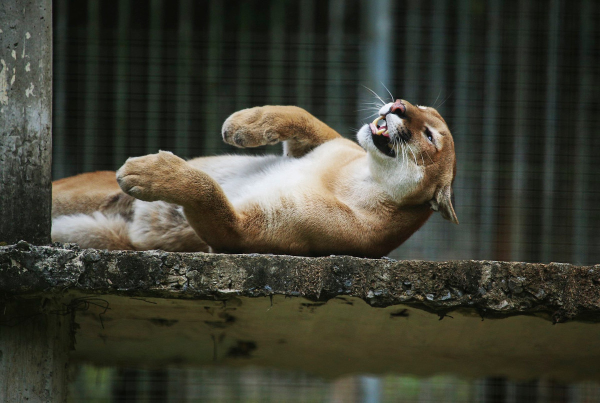 Khu sinh thái này được đánh giá là vườn thú lớn nhất khu vực Bắc Trung Bộ, nuôi dưỡng và chăm sóc nhiều loài quý hiếm đang cần được bảo tồn như hổ trắng, tê giác, sư tử, linh dương sừng kiếm…