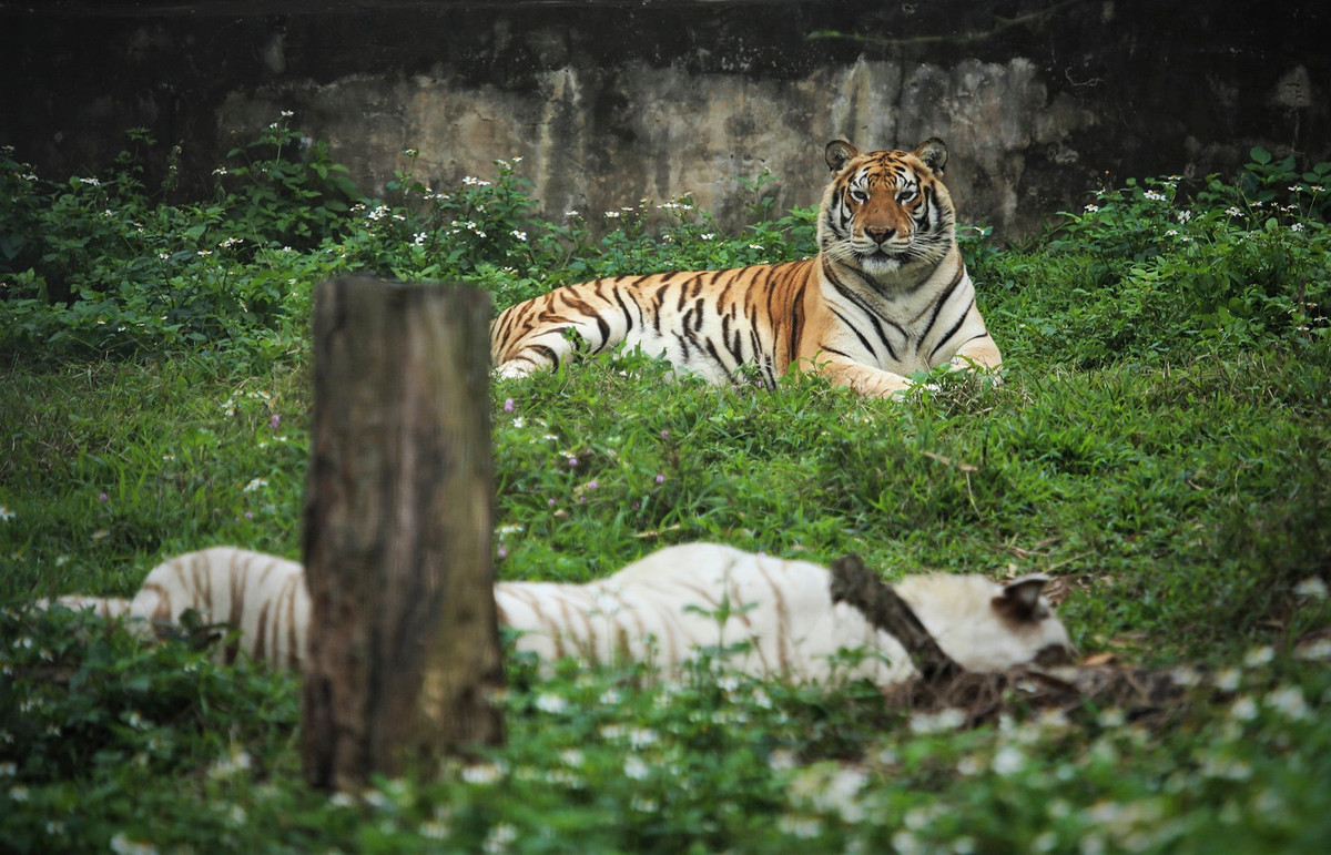 "9 con hổ Đông Dương đang được ký gửi hiện là tang vật vụ án nên chỉ nuôi nhốt ở chuồng, chưa thả ra các khu vui chơi. Sau khi vụ án hoàn tất, nếu các cơ quan chức năng đồng ý chuyển giao, đơn vị sẽ nhận nuôi với đủ điều kiện chăm sóc", anh Long nói. Trong ảnh là những con hổ được thả nuôi sinh sản tại khu sinh thái.