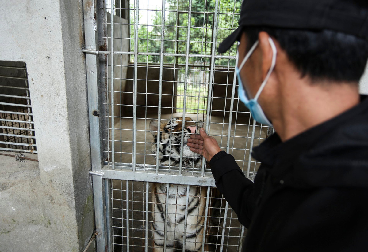 "Lúc nhận chăm sóc đàn hổ bị chấn động tinh thần nên phải mất hơn một tuần để ổn định lại. Do hổ cùng họ với mèo, quen hơi với người chăm sóc nên với người lạ có thể sẽ hung dữ hơn. Hiện 9 con hổ sức khỏe bình thường", anh Hồ Minh Tuấn (43 tuổi, nhân viên chăm sóc hổ) chia sẻ.