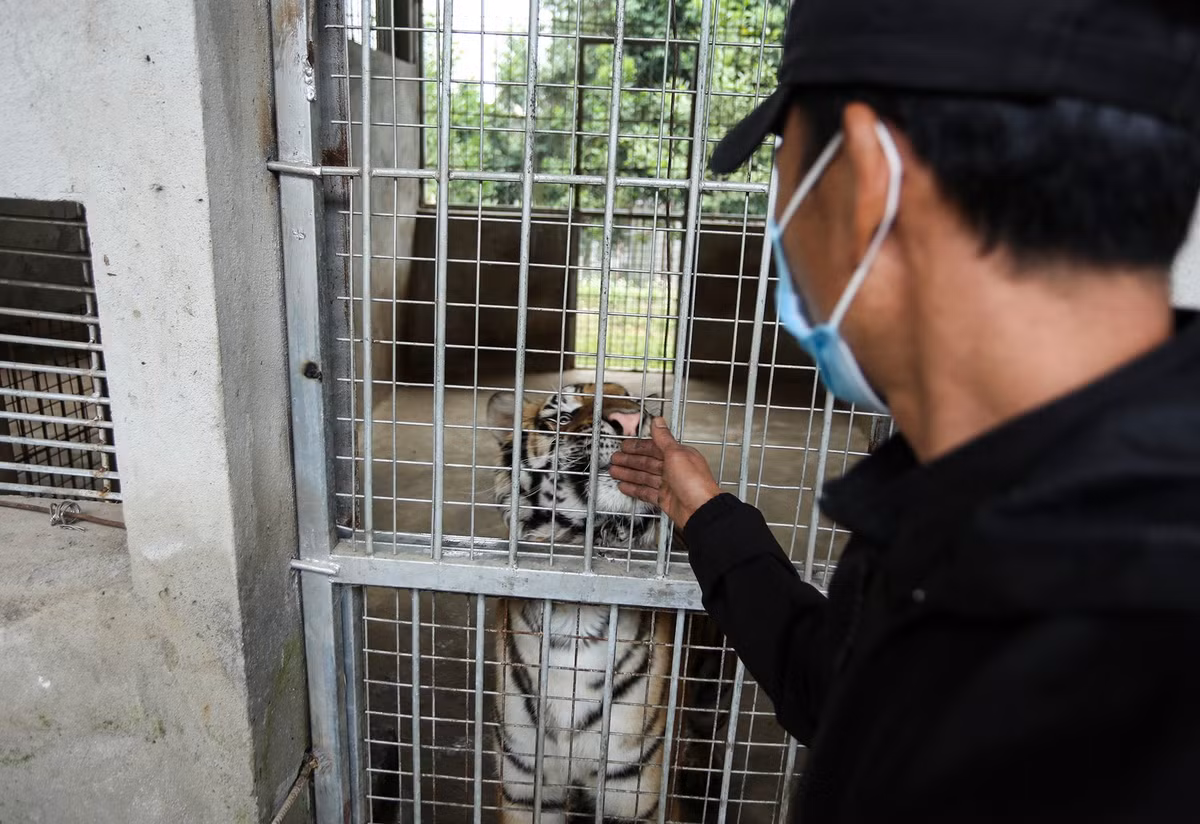 "Lúc nhận chăm sóc đàn hổ bị chấn động tinh thần nên phải mất hơn một tuần để ổn định lại. Do hổ cùng họ với mèo, quen hơi với người chăm sóc nên với người lạ có thể sẽ hung dữ hơn. Hiện 9 con hổ sức khỏe bình thường", anh Hồ Minh Tuấn (43 tuổi, nhân viên chăm sóc hổ) chia sẻ.
