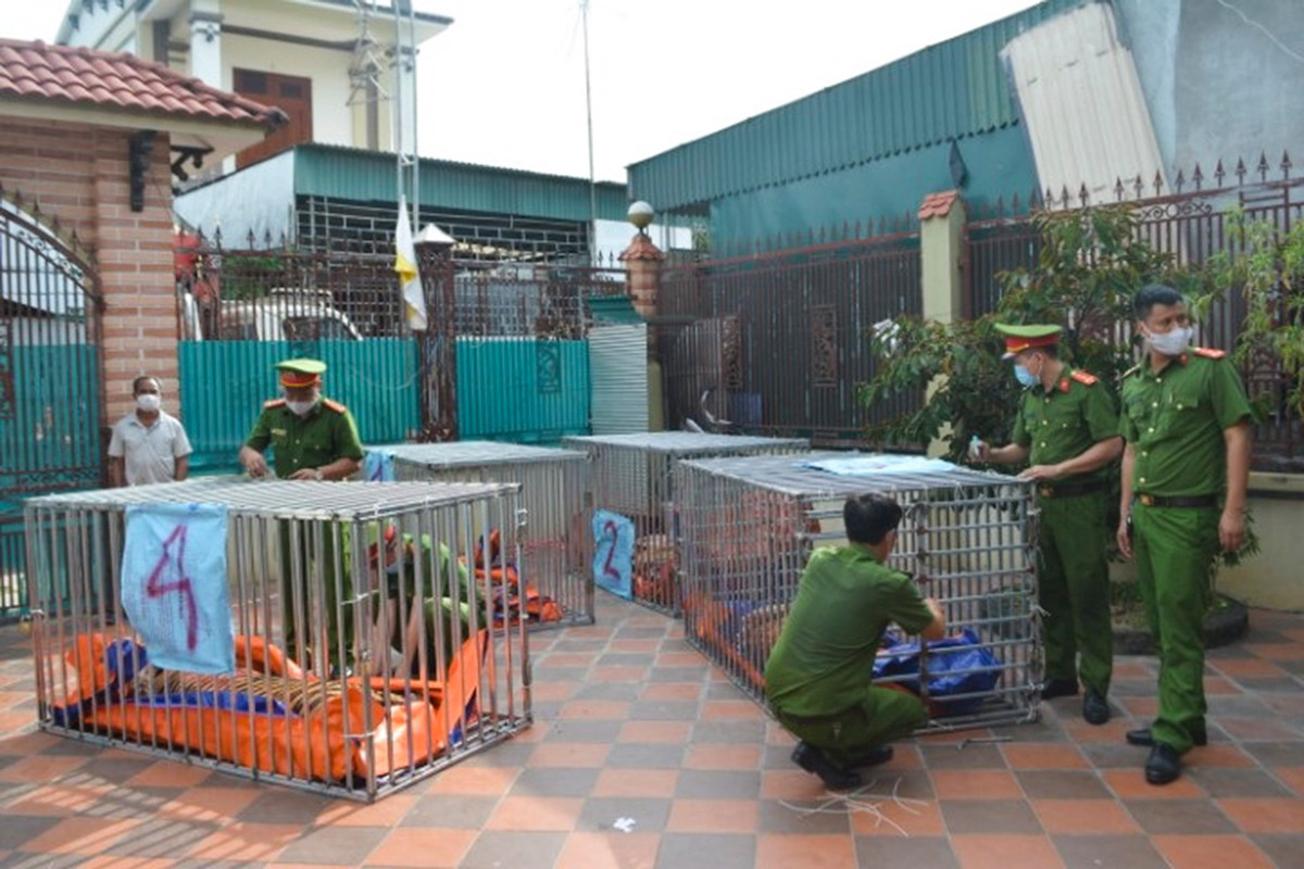 9 con ho song o khu sinh thai sau khi duoc giai cuu o Nghe An